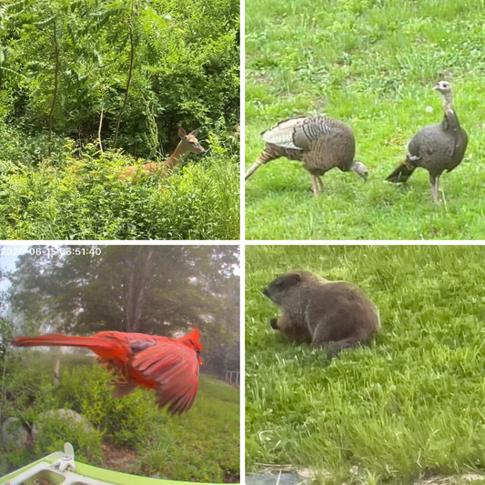 Studio Visitors: A Little Slice of Vermont Life