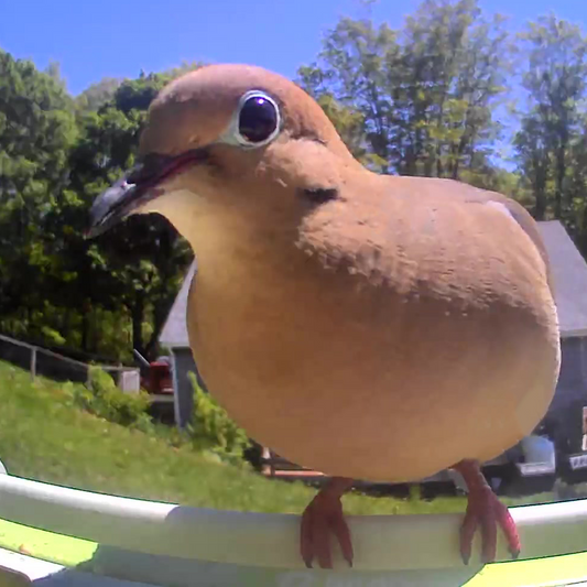 Notes from the Studio: A Dove, a Deep Breath, and What’s Next