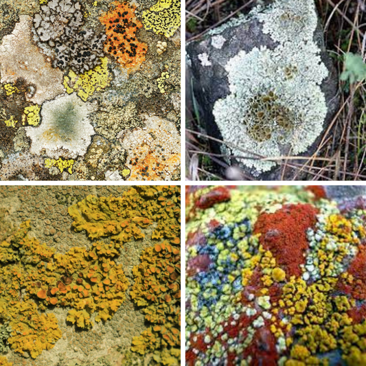 Love for Lichen