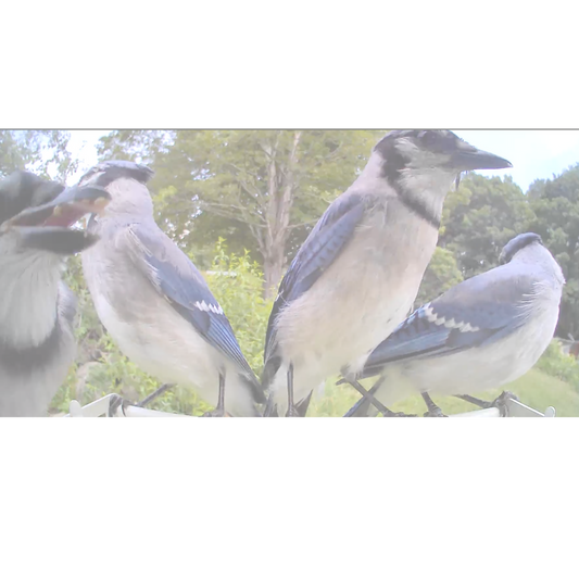 Bluejay Breakfast (Thanks, Birdfy!)